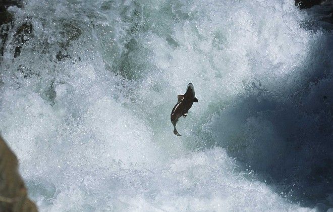 Salmon Jumping Upstream, 2001. State of California, USA. Photo Credit: Gary Kramer (2001, http://photogallery.nrcs.usda.gov, NRCSCA02004), USDA Natural Resources Conservation Service (NRCS, http://www.nrcs.usda.gov), United States Department of Agriculture (USDA, http://www.usda.gov), Government of the United States of America (USA).