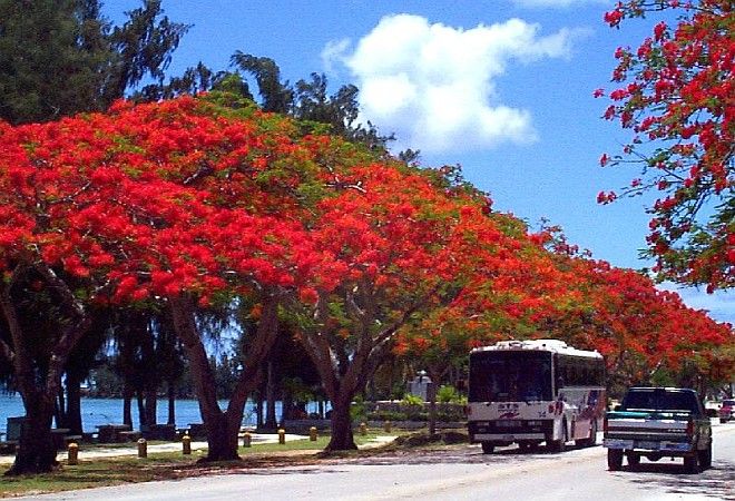 The Spectacular Bright Red Blooms of the Flame Trees in Saipan, Commonwealth of the Northern Mariana Islands, USA. Photo Credit: United States District Court for the Northern Mariana Islands - Information About the Northern Mariana Islands (http://www.nmid.USCourts.gov/cnmi_info/cnmi_info.html), United States District Court for the Northern Mariana Islands (http://www.nmid.USCourts.gov), United States Courts - The Federal Judicary (U.S. Courts, http://www.USCourts.gov), Government of the United States of America (USA).