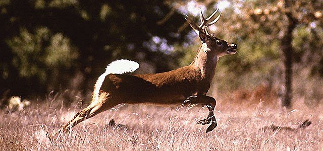 White-tail Deer in Flight. Photo Credit: Scott Bauer (http://www.ars.usda.gov/is/graphics/photos, K5437-1), Agricultural Research Service (ARS, http://www.ars.usda.gov), United States Department of Agriculture (USDA, http://www.usda.gov), Government of the United States of America (USA).
