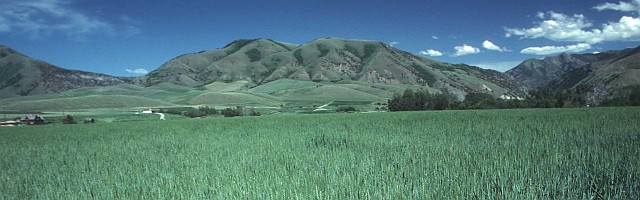 2. A Small Grain (Wheat) Crop Ripens in the Summer Sun in Cache County, State of Utah, USA. Photo Credit: Ron Nichols (1997, http://photogallery.nrcs.usda.gov, NRCSUT03010), USDA Natural Resources Conservation Service (NRCS, http://www.nrcs.usda.gov), United States Department of Agriculture (USDA, http://www.usda.gov), Government of the United States of America (USA).