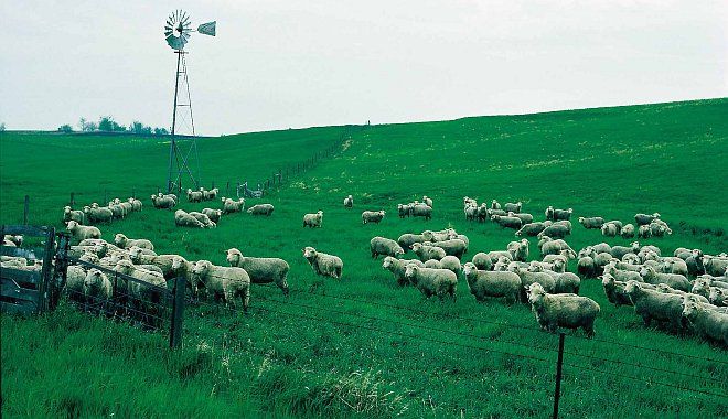 Flock of Sheep on Vivid Green Grazing Pasture, State of Iowa, USA. Photo Credit: NRCS Photo Gallery Photo (1999, http://photogallery.nrcs.usda.gov, NRCSIA99666), USDA Natural Resources Conservation Service (NRCS, http://www.nrcs.usda.gov), United States Department of Agriculture (USDA, http://www.usda.gov), Government of the United States of America (USA).