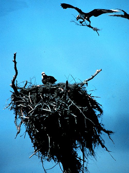 An Osprey Pair Continue Building Their Large Nest on Otter Island. ACE Basin National Estuarine Research Reserve. Forty-five (45) Miles South of Charleston, State of South Carolina, USA. Photo Credit: NOAA Central Library, National Oceanic and Atmospheric Administration Photo Library (http://www.photolib.noaa.gov, nerr0018), NOAA National Estuarine Research Reserve Collection, National Oceanic and Atmospheric Administration (NOAA, http://www.noaa.gov), United States Department of Commerce (http://www.commerce.gov), Government of the United States of America (USA).