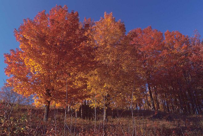 Sugar Maple Trees in Their Fall Season Colors, Autumn 1984. State of Vermont, USA. Photo Credit: Tim McCabe (1984, http://photogallery.nrcs.usda.gov, NRCSVT84004), USDA Natural Resources Conservation Service (NRCS, http://www.nrcs.usda.gov), United States Department of Agriculture (USDA, http://www.usda.gov), Government of the United States of America (USA).