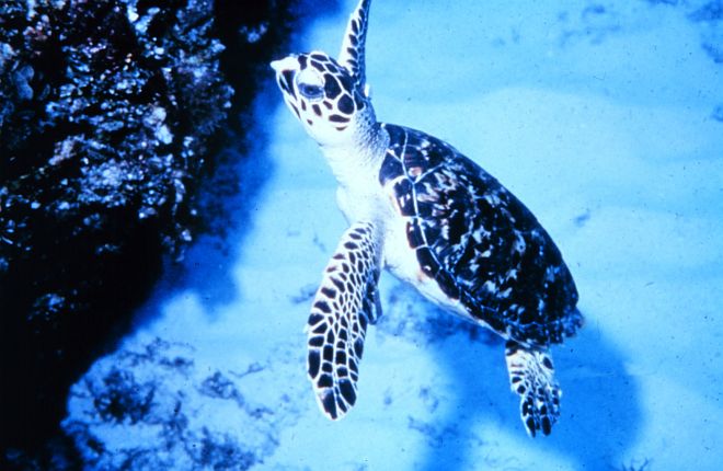 Sea Turtle at the Jobos Bay National Estuarine Research Reserve, Jobos Bay, Commonwealth of Puerto Rico, USA. Photo Credit: NOAA Central Library, National Oceanic and Atmospheric Administration Photo Library (http://www.photolib.noaa.gov, nerr0500), NOAA National Estuarine Research Reserve Collection, National Oceanic and Atmospheric Administration (NOAA, http://www.noaa.gov), United States Department of Commerce (http://www.commerce.gov), Government of the United States of America (USA).