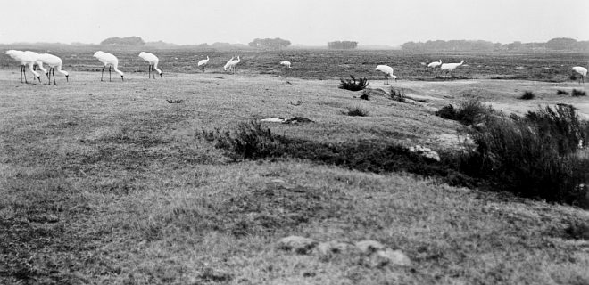 Whooping Cranes (Grus americana) Search for Food Quietly, Peacefully. Aransas National Wildlife Refuge, State of Texas, USA. Photo Credit: Robert W. Hines, NCTC Image Library, United States Fish and Wildlife Service Digital Library System (http://images.fws.gov, WV-14-Centennial Historic CD 2), United States Fish and Wildlife Service (FWS, http://www.fws.gov), United States Department of the Interior (http://www.doi.gov), Government of the United States of America (USA).