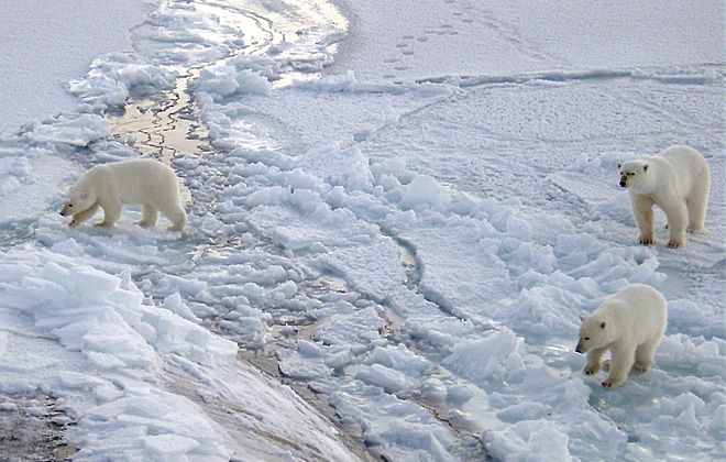 Three Polar Bears, Ursus maritimus, Approach the U. S. Navy Submarine USS Honolulu (SSN 718) and Spend Quality Time - Almost Two Hours - Investigating This Unique Guest in Their Home, October 2003, Arctic Circle. Photo Credit (Full size): Chief Yeoman Alphonso Braggs, Navy NewsStand - Eye on the Fleet Photo Gallery (http://www.news.navy.mil/view_photos.asp, 031000-N-XXXXB-001), United States Navy (USN, http://www.navy.mil), United States Department of Defense (DoD, http://www.DefenseLink.mil or http://www.dod.gov), Government of the United States of America (USA).