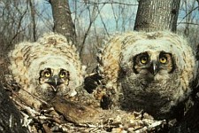 1. Great Horned Owl Chicks, Bubo virginianus. Photo Credit: U.S. Fish and Wildlife Service, Alaska Image Library, United States Fish and Wildlife Service Digital Library System (http://images.fws.gov, AK/RO/01565), United States Fish and Wildlife Service (FWS, http://www.fws.gov), United States Department of the Interior (http://www.doi.gov), Government of the United States of America (USA).