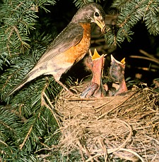 2. Robin with Chicks. Photo Credit: James C. Leupold, Washington DC Library, United States Fish and Wildlife Service Digital Library System (http://images.fws.gov, WO2411-011), United States Fish and Wildlife Service (FWS, http://www.fws.gov), United States Department of the Interior (http://www.doi.gov), Government of the United States of America (USA).