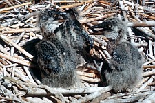 3. Great Blue Heron Chicks, Ardea herodias. Photo Credit: U.S. Fish and Wildlife Service, Alaska Image Library, United States Fish and Wildlife Service Digital Library System (http://images.fws.gov, AK/RO/01375), United States Fish and Wildlife Service (FWS, http://www.fws.gov), United States Department of the Interior (http://www.doi.gov), Government of the United States of America (USA).