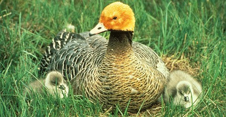 4. Emperor Goose and Chicks, Chen canagica. Photo Credit: U.S. Fish and Wildlife Service, NCTC Image Library, United States Fish and Wildlife Service Digital Library System (http://images.fws.gov, EGoose-01), United States Fish and Wildlife Service (FWS, http://www.fws.gov), United States Department of the Interior (http://www.doi.gov), Government of the United States of America (USA).