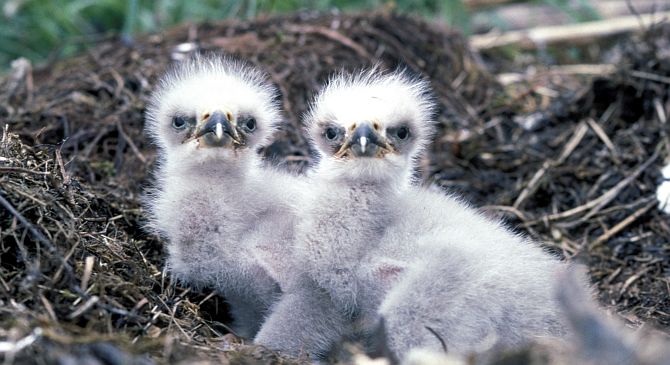 1. Bald Eagle Chicks, Haliaeetus leucocephalus, in the Nest. Photo Credit: Dave Menke, NCTC Image Library, United States Fish and Wildlife Service Digital Library System (http://images.fws.gov, WV11571), United States Fish and Wildlife Service (FWS, http://www.fws.gov), United States Department of the Interior (http://www.doi.gov), Government of the United States of America (USA).