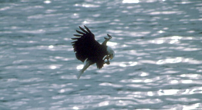 2. Adult Bald Eagle, Haliaeetus leucocephalus, Fishing While in Flight. Photo Credit: U.S. Fish and Wildlife Service, Alaska Image Library, United States Fish and Wildlife Service Digital Library System (http://images.fws.gov, AK/RO/00617), United States Fish and Wildlife Service (FWS, http://www.fws.gov), United States Department of the Interior (http://www.doi.gov), Government of the United States of America (USA).