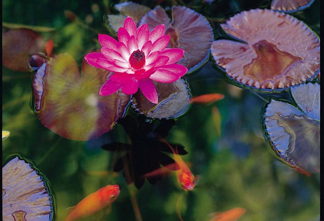 Goldfish and Water Plants, Including a Beautiful Flower, in the Backyard Pond, 1997. State of Iowa, USA. Photo: Ron Nichols (1999, http://photogallery.nrcs.usda.gov, NRCSIA99573), USDA Natural Resources Conservation Service (NRCS, http://www.nrcs.usda.gov), United States Department of Agriculture (USDA, http://www.usda.gov), Government of the United States of America (USA).