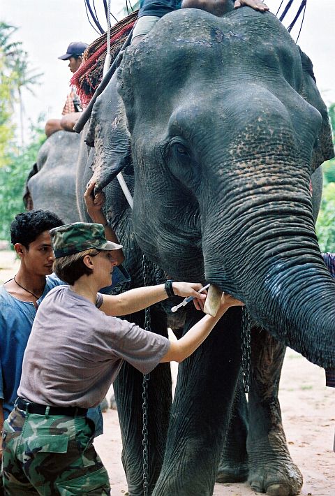 Tall, Massive Asian Elephant Receives Medical Attention at Pattaya Elephant Village, a Sanctuary for Retired Working Elephants, on June 12, 2002. Pattaya, Kingdom of Thailand. Photo Credit: Lt. Cmdr. Pam Warnken, Navy NewsStand  Eye on the Fleet Photo Gallery (http://www.news.navy.mil/view_photos.asp, 020612-N-3428W-050), United States Navy (USN, http://www.navy.mil), United States Department of Defense (DoD, http://www.DefenseLink.mil or http://www.dod.gov), Government of the United States of America (USA). Additional information for Pattaya Elephant Village in English <http://www.elephant-village-pattaya.com> and Thai <http://www.thai.elephant-village-pattaya.com>.