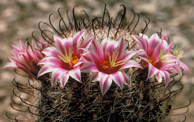 Beauty Among the Thorns, Flowers Blossom on the Fishhook Cactus. Photo Credit Gary M. Stolz, Washington DC Library, United States Fish and Wildlife Service Digital Library System (http://images.fws.gov, WO-8111-CD39B), United States Fish and Wildlife Service (FWS, http://www.fws.gov), United States Department of the Interior (http://www.doi.gov), Government of the United States of America (USA).