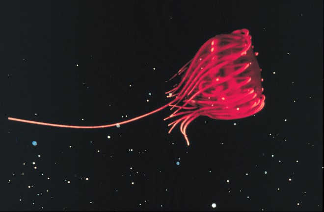 Beautiful Bright Red Jellyfish and Plankton Suspended in the Atlantic Ocean, August 1991. Offshore Cape Hatteras, State of North Carolina, USA. Photo Credit: M. Youngbluth; OAR/National Undersea Research Program (NURP), Harbor Branch Oceanographic Institution; National Oceanic and Atmospheric Administration Photo Library (http://www.photolib.noaa.gov, nur01011), National Undersearch Research Program (NURP) Collection, National Oceanic and Atmospheric Administration (NOAA, http://www.noaa.gov), United States Department of Commerce (http://www.commerce.gov), Government of the United States of America (USA).