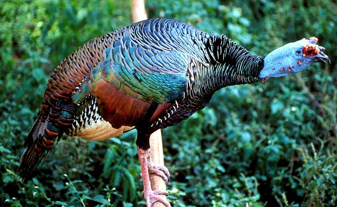 The Colorful Occelated Turkey (Male). Estados Unidos Mexicanos - United Mexican States (Mexico). Photo Credit: George Harrison, Washington DC Library, United States Fish and Wildlife Service Digital Library System (http://images.fws.gov, CD#1_2647), United States Fish and Wildlife Service (FWS, http://www.fws.gov), United States Department of the Interior (http://www.doi.gov), Government of the United States of America (USA).