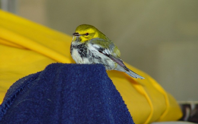 A Cute "Stowaway" Bird Aboard the NOAA Ship GORDON GUNTER. Photo Credit: Life At Sea - Photos from September - November, 2002 ("Stow-a-way"), NOAA Ship GORDON GUNTER (http://www.moc.noaa.gov/gu/index.html), National Oceanic and Atmospheric Administration (NOAA, http://www.noaa.gov), United States Department of Commerce (http://www.commerce.gov), Government of the United States of America (USA).