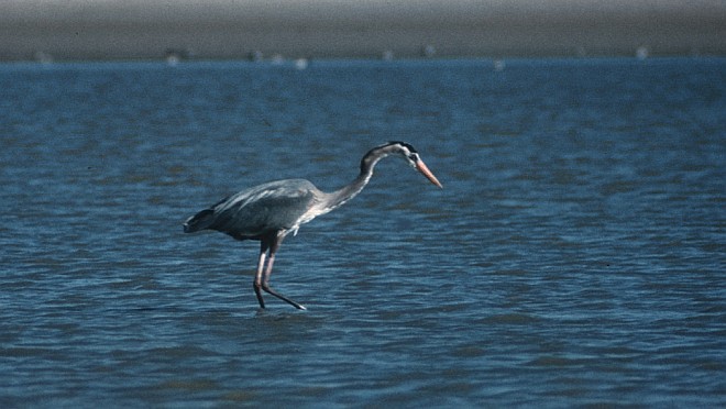 Great Blue Heron, Ardea herodias, Fishing for a Meal. Photo Credit: Alaska Image Library, United States Fish and Wildlife Service Digital Library System (http://images.fws.gov, AK/RO/01377), United States Fish and Wildlife Service (FWS, http://www.fws.gov), United States Department of the Interior (http://www.doi.gov), Government of the United States of America (USA).