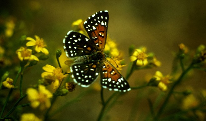 Lange's Metalmark Butterfly. Photo Credit: Jerry Powell, Washington DC Library, United States Fish and Wildlife Service Digital Library System (http://images.fws.gov, WO-2319-020), United States Fish and Wildlife Service (FWS, http://www.fws.gov), United States Department of the Interior (http://www.doi.gov), Government of the United States of America (USA).
