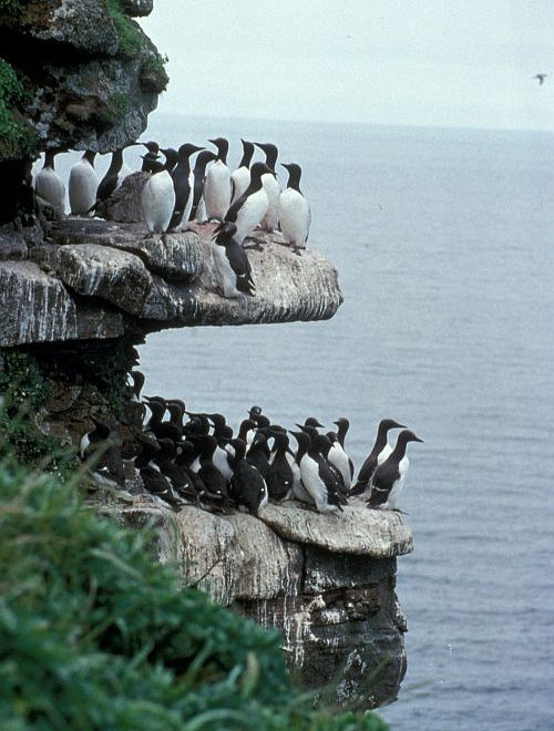 Murres on the Sea Cliffs Overlooking the Bering Sea. St. George, Pribilof Islands, State of Alaska, USA. Photo Credit: Dean Kildaw, United States Fish and Wildlife Service Digital Library System (http://images.fws.gov, DI-AMNWR-0199), United States Fish and Wildlife Service (FWS, http://www.fws.gov), United States Department of the Interior (http://www.doi.gov), Government of the United States of America (USA).