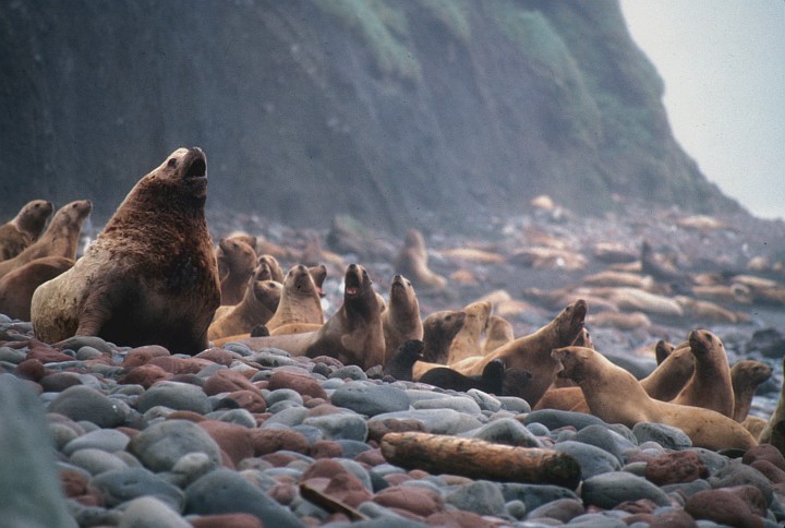 Stellar Sea Lions on the Alaska Maritime National Wildlife Refuge, August 1987. Buldir Island, Aleutian Islands, State of Alaska, USA. Photo Credit: Lon E. Lauber, United States Fish and Wildlife Service Digital Library System (http://images.fws.gov, AMNWR/0000706/Lauber, L), United States Fish and Wildlife Service (FWS, http://www.fws.gov), United States Department of the Interior (http://www.doi.gov), Government of the United States of America (USA).