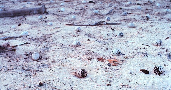 At the Tern Nesting Area, the Tern Eggs Are Evenly Spaced and Blend In With Their Surroundings. Helen's Reef, Beluu er a Belau - Republic of Palau. Photo Credit: Dr. James P. McVey, NOAA Sea Grant Program, National Oceanic and Atmospheric Administration Photo Library (http://www.photolib.noaa.gov, mvey0008), Small World Collection, NOAA Central Library, National Oceanic and Atmospheric Administration (NOAA, http://www.noaa.gov), United States Department of Commerce (http://www.commerce.gov), Government of the United States of America (USA).