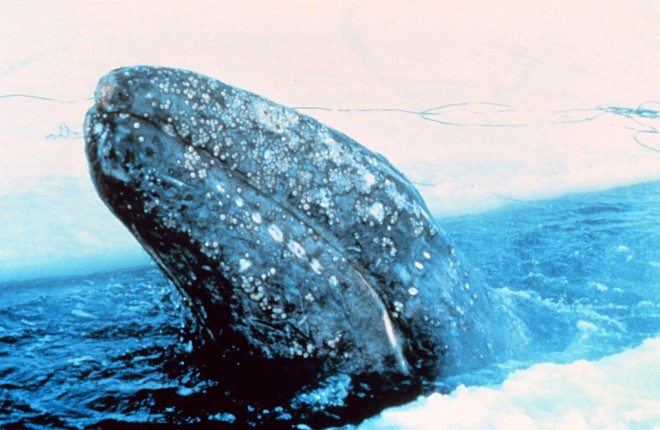 This Gray Whale, Eschrichtius robustus, is Trapped in Arctic Ocean Ice North of Point Barrow (State of Alaska, USA). Photo Credit: National Oceanic and Atmospheric Administration Photo Library (http://www.photolib.noaa.gov, anim0858), NOAA's Ark (Animals) Collection, NOAA Central Library, National Oceanic and Atmospheric Administration (NOAA, http://www.noaa.gov), United States Department of Commerce (http://www.commerce.gov), Government of the United States of America (USA).