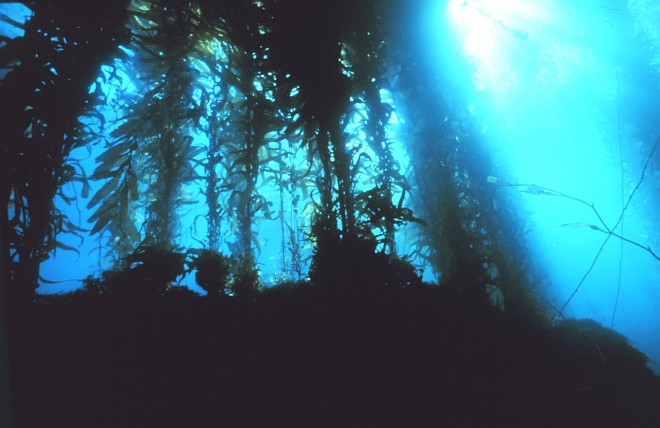 Giant Kelp Forest Under the Pacific Ocean, Channel Islands National Marine Sanctuary, State of California, USA. Photo Credit: NOAA Central Library, National Oceanic and Atmospheric Administration Photo Library (http://www.photolib.noaa.gov, sanc0001), Sanctuary Collection, National Oceanic and Atmospheric Administration (NOAA, http://www.noaa.gov), United States Department of Commerce (http://www.commerce.gov), Government of the United States of America (USA).