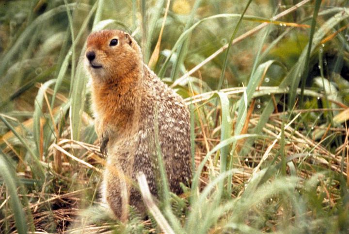 An Arctic Ground Squirrel in the Becharof National Wildlife Refuge, State of Alaska, USA. Photo Credit: Jim McCarthy, United States Fish and Wildlife Service Digital Library System (http://images.fws.gov, SL-03616), United States Fish and Wildlife Service (FWS, http://www.fws.gov), United States Department of the Interior (http://www.doi.gov), Government of the United States of America (USA).