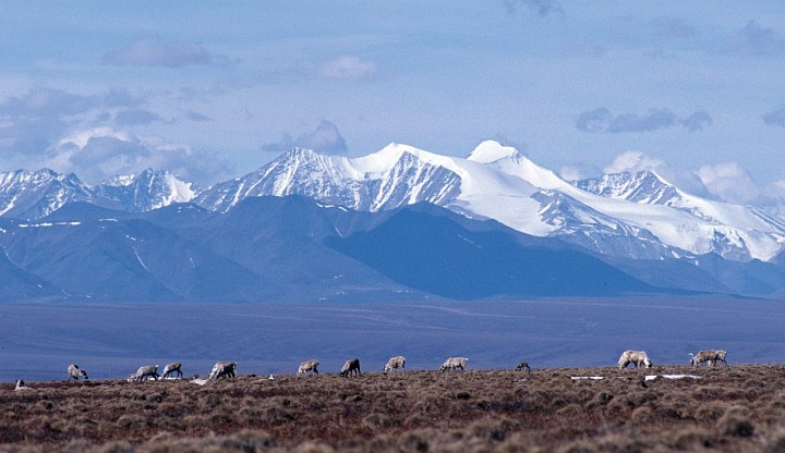 Magnificent View of the Brooks Range Mountains and Caribou, Rangifer tarandus, Grazing on the Costal Plain. 1002 Area, Arctic National Wildlife Refuge, State of Alaska, USA. Photo Credit: USFWS, Alaska Image Library, United States Fish and Wildlife Service Digital Library System (http://images.fws.gov), United States Fish and Wildlife Service (FWS, http://www.fws.gov), United States Department of the Interior (http://www.doi.gov), Government of the United States of America (USA).