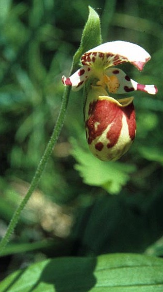 1. Spotted Lady's Slipper in the Alaska Peninsula National Wildlife Refuge, State of Alaska, USA. Photo Credit: Donna A. Dewhurst, Alaska Image Library, United States Fish and Wildlife Service Digital Library System (http://images.fws.gov, SL-03621), United States Fish and Wildlife Service (FWS, http://www.fws.gov), United States Department of the Interior (http://www.doi.gov), Government of the United States of America (USA).