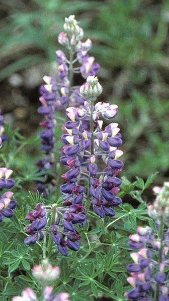 2. Lupines in the Becharof National Wildlife Refuge, State of Alaska, USA. Photo Credit: Ronald E. Hood, Alaska Image Library, United States Fish and Wildlife Service Digital Library System (http://images.fws.gov, SL-03625), United States Fish and Wildlife Service (FWS, http://www.fws.gov), United States Department of the Interior (http://www.doi.gov), Government of the United States of America (USA).