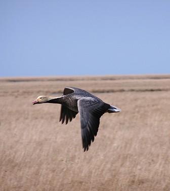 1. An Emperor Goose, Chen canagica, in Elegant and Seemingly Effortless Flight in the State of Alaska, USA. Photo Credit: USFWS, Alaska Image Library, United States Fish and Wildlife Service Digital Library System (http://images.fws.gov, DI-0002), United States Fish and Wildlife Service (FWS, http://www.fws.gov), United States Department of the Interior (http://www.doi.gov), Government of the United States of America (USA).