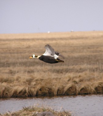 2. A Spectacled Eider, Somateria fischeri, in Elegant and Seemingly Effortless Flight in the State of Alaska, USA. Photo Credit: USFWS, Alaska Image Library, United States Fish and Wildlife Service Digital Library System (http://images.fws.gov, DI-0003), United States Fish and Wildlife Service (FWS, http://www.fws.gov), United States Department of the Interior (http://www.doi.gov), Government of the United States of America (USA).