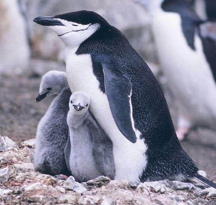 This Family of Chinstrap Penguins (Pygoscelis antarctica) Includes Two Cute Chicks, 1994-95 Austral Summer at Seal Island, Antarctica. Photo Credit: Lieutenant Philip Hall, NOAA Corps; National Oceanic and Atmospheric Administration Photo Library (http://www.photolib.noaa.gov, corp2963), NOAA Corps Collection, National Oceanic and Atmospheric Administration (NOAA, http://www.noaa.gov), United States Department of Commerce (http://www.commerce.gov), Government of the United States of America (USA).