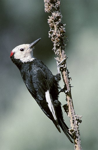 1. White-headed Woodpecker, Picoides albolarvatus. Photo Credit: Dave Menke, NCTC Image Library, United States Fish and Wildlife Service Digital Library System (http://images.fws.gov, WV-1073-menkebirds3), United States Fish and Wildlife Service (FWS, http://www.fws.gov), United States Department of the Interior (http://www.doi.gov), Government of the United States of America (USA).
