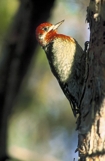 2. Red-breasted Sapsucker, Sphyrapicus ruber. Photo Credit: Dave Menke, NCTC Image Library, United States Fish and Wildlife Service Digital Library System (http://images.fws.gov, WV-Menke Birds1-7444), United States Fish and Wildlife Service (FWS, http://www.fws.gov), United States Department of the Interior (http://www.doi.gov), Government of the United States of America (USA).