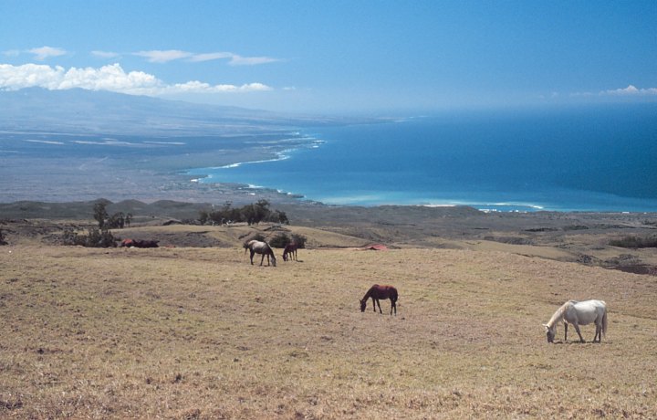 The Eye is Charmed by This Gorgeous and Magnificent View of Grazing Horses on the Parker Ranch, Tall Mountains, Large White Clouds in the Blue Sky, a Long Coastline, and the Deep Blue Pacific Ocean. Hawaii, State of Hawaii, USA. Photo Credit: Commander John Bortniak, NOAA Corps (ret.); National Oceanic and Atmospheric Administration Photo Library (http://www.photolib.noaa.gov, line0385), America's Coastlines Collection, NOAA Central Library, National Oceanic and Atmospheric Administration (NOAA, http://www.noaa.gov), United States Department of Commerce (http://www.commerce.gov), Government of the United States of America (USA).