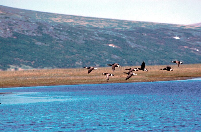 Flock of Brant Geese (Branta bernicla), or Brant, Fly Over the Water. Yukon Delta National Wildlife Refuge, State of Alaska, USA. Photo Credit (Full size): USFWS, Alaska Image Library, United States Fish and Wildlife Service Digital Library System (http://images.fws.gov, AK/RO/00927), United States Fish and Wildlife Service (FWS, http://www.fws.gov), United States Department of the Interior (http://www.doi.gov), Government of the United States of America (USA).