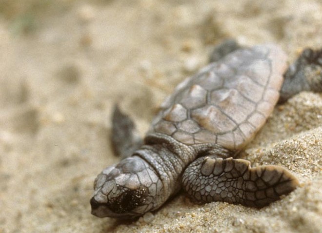 The Loggerhead Sea Turtle Hatchling Must Learn to Live In a Hostile and Unforgiving Environment. Photo Credit: Donna A. Dewhurst, Alaska Image Library, United States Fish and Wildlife Service Digital Library System (http://images.fws.gov, SL-03617), United States Fish and Wildlife Service (FWS, http://www.fws.gov), United States Department of the Interior (http://www.doi.gov), Government of the United States of America (USA).