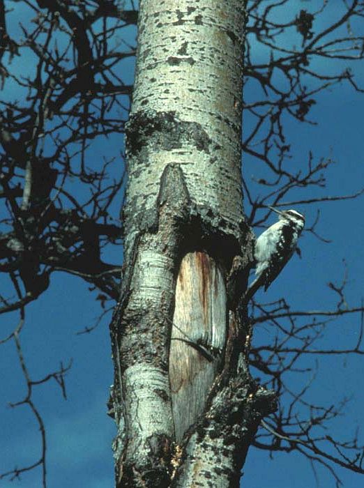 Hairy Woodpecker (Picoides villosus) on the Tree Trunk. Photo Credit: M. North, Alaska Image Library, United States Fish and Wildlife Service Digital Library System (http://images.fws.gov, Woodpecker File), United States Fish and Wildlife Service (FWS, http://www.fws.gov), United States Department of the Interior (http://www.doi.gov), Government of the United States of America (USA).