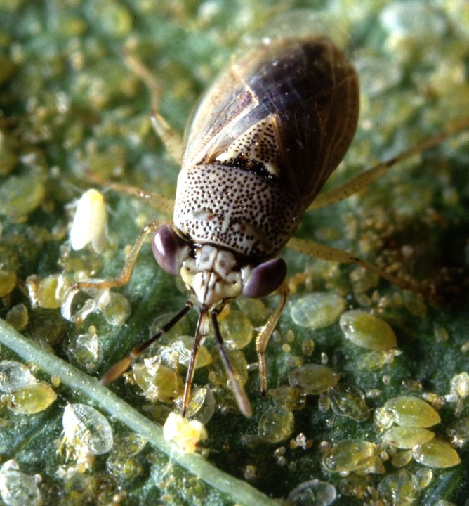 On Its Own, Escape is Impossible for the Whitefly Glued to the Leaf by a Big-eyed Bug (Geocoris spp.). Photo Credit: Jack Dykinga (http://www.ars.usda.gov/is/graphics/photos, K4813-20), Agricultural Research Service (ARS, http://www.ars.usda.gov), United States Department of Agriculture (USDA, http://www.usda.gov), Government of the United States of America (USA).