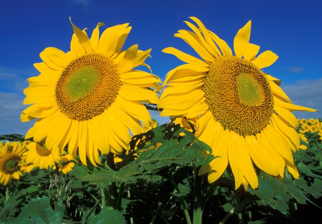 2. From the Creator's Hands, Beauty and the Beautiful: Sunflowers With Their Cheery-Bright Yellow Flower Heads. Photo Credit: Bruce Fritz (http://www.ars.usda.gov/is/graphics/photos, K5752-2), Agricultural Research Service (ARS, http://www.ars.usda.gov), United States Department of Agriculture (USDA, http://www.usda.gov), Government of the United States of America (USA).