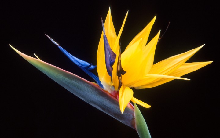1. Another Amazing Creative Work From the Hands of Our Creator: The Distinctively Shaped, Scentless, and Very Beautiful Flower of the Bird of Paradise (Strelitzia reginae), an Herb and Member of the Banana Family. Scott Bauer (http://www.ars.usda.gov/is/graphics/photos, K9054-1), Agricultural Research Service (ARS, http://www.ars.usda.gov), United States Department of Agriculture (USDA, http://www.usda.gov), Government of the United States of America (USA).