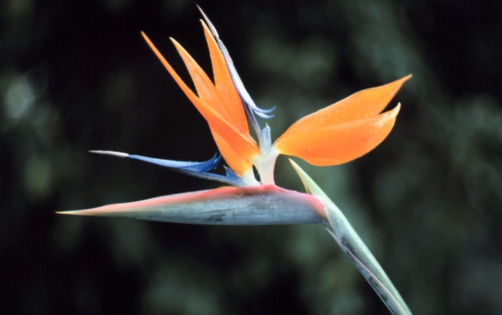 2. Another Amazing Creative Work From the Creator's Hand: The Distinctively Shaped, Scentless, and Very Beautiful Blossom of the Bird of Paradise (Strelitzia reginae), an Herb and Member of the Banana Family. Photo Credit: Commander John Bortniak, NOAA Corps (ret.) in State of Hawaii, USA; National Oceanic and Atmospheric Administration Photo Library (http://www.photolib.noaa.gov, line0443), America's Coastlines Collection, NOAA Central Library, National Oceanic and Atmospheric Administration (NOAA, http://www.noaa.gov), United States Department of Commerce (http://www.commerce.gov), Government of the United States of America (USA).