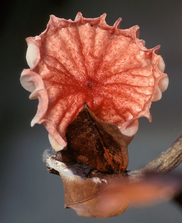 The fan-shaped basidiocarp of this 1-inch-wide mushroom, Crinipellis perniciosa, releases spores that causes Witches' Broom, a fungal disease that can infect the cacao tree and drastically reduce the quantity of cacao beans. Photo Credit: Scott Bauer (http://www.ars.usda.gov/is/graphics/photos, K8626-1), Agricultural Research Service (ARS, http://www.ars.usda.gov), United States Department of Agriculture (USDA, http://www.usda.gov), Government of the United States of America (USA).