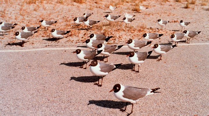 Flock of Sea Gulls in Outer Banks, State of North Carolina, USA. Photo Credit: Mary Hollinger, NODC Biologist, NOAA; National Oceanic and Atmospheric Administration Photo Library (http://www.photolib.noaa.gov, line0692), America's Coastlines Collection, National Oceanic and Atmospheric Administration (NOAA, http://www.noaa.gov), United States Department of Commerce (http://www.commerce.gov), Government of the United States of America (USA).