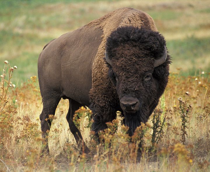 Strictly Vegetarian, Standing Six Feet Tall at the Shoulder and Weighing 1,000 to 2,000 Pounds (Between Half a Ton and One Ton), the American Bison (Bison bison), or "Buffalo" ("American Buffalo") as It is Sometimes Called, is a Fast, Massive and Very Powerful Beast. Photo Credit: Jack Dykinga (http://www.ars.usda.gov/is/graphics/photos, K5680-1), Agricultural Research Service (ARS, http://www.ars.usda.gov), United States Department of Agriculture (USDA, http://www.usda.gov), Government of the United States of America (USA).