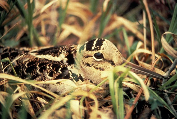 Woodcock on the Nest. Photo Credit: Richard Baetsen, Washington DC Library, United States Fish and Wildlife Service Digital Library System (http://images.fws.gov, WO-3774-48), United States Fish and Wildlife Service (FWS, http://www.fws.gov), United States Department of the Interior (http://www.doi.gov), Government of the United States of America (USA).